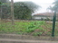 Horta legumes